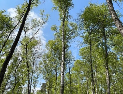 Maibäume holen 2022 – es geht wieder los!
